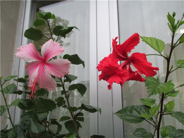 hibiskus